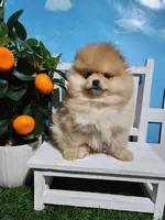 Rosie, a female Pomeranian for sale in Wilson, NC – Photo 6 of 6