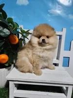 Rosie, a female Pomeranian for sale in Wilson, NC – Photo 5 of 6