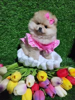 Rosie, a female Pomeranian for sale in Wilson, NC – Photo 2 of 4