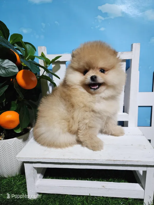Rosie – Pomeranian puppy for sale in Wilson, NC