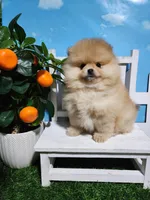 Rosie, a female Pomeranian for sale in Wilson, NC – Photo 3 of 6