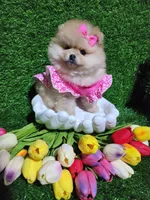 Rosie, a female Pomeranian for sale in Wilson, NC – Photo 4 of 4