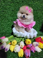 Rosie, a female Pomeranian for sale in Wilson, NC – Photo 3 of 4