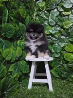 Shadow , a female Pomeranian for sale in Wilson, NC – 5 of 5
