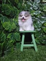 Lucy, a female Pomeranian for sale in Wilson, NC – 2 of 7