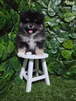 Shadow , a female Pomeranian for sale in Wilson, NC – 3 of 5
