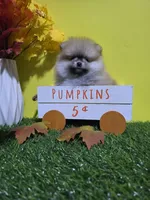Princess , a female Pomeranian for sale in Wilson, NC – 2 of 6