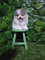 Lucy, a female Pomeranian for sale in Wilson, NC – 7 of 7
