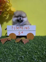 Princess , a female Pomeranian for sale in Wilson, NC – 5 of 6