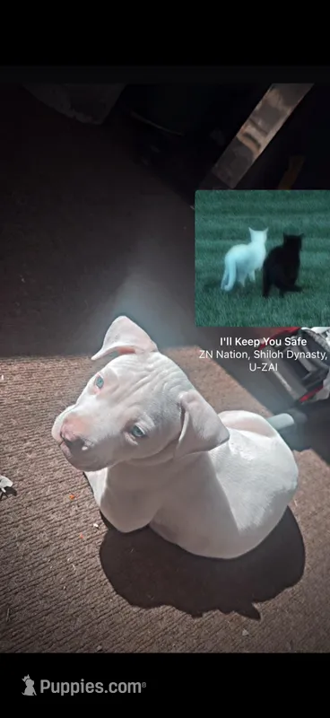 Zeus – Cane Corso puppy for sale in Norfolk, VA