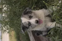 Jake , a female Australian Kelpie and Border Collie for sale in Eloy, AZ – Photo 2 of 4