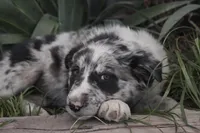 Jake , a female Australian Kelpie and Border Collie for sale in Eloy, AZ – Photo 4 of 4