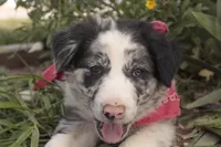 Jake , a female Australian Kelpie and Border Collie for sale in Eloy, AZ – Photo 3 of 4