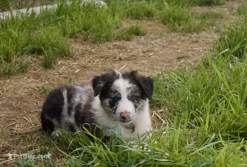 Jake  – Australian Kelpie, Border Collie puppy for sale in Eloy, AZ