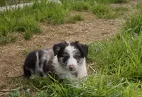 Jake , a female Australian Kelpie and Border Collie for sale in Eloy, AZ – Photo 1 of 4