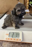 Jackson, a male Maltipoo for sale in Jacksonville, TX – 2 of 2