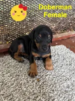 Dixie, a female Doberman Pinscher for sale in Jacksonville, TX – 2 of 3