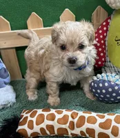 Sammy, a male Shihpoo for sale in Jacksonville, TX – 5 of 5