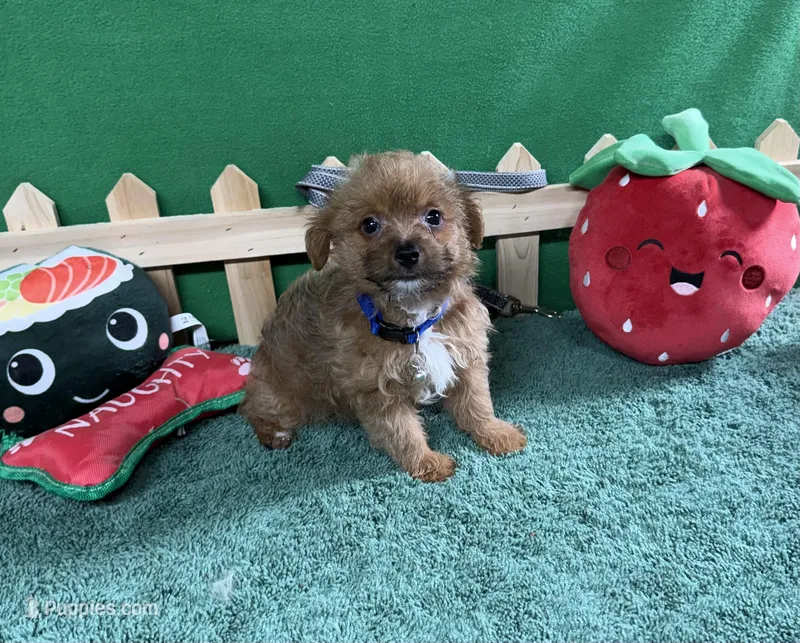 Charlie – Yorkipoo puppy for sale in Jacksonville, TX