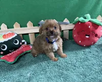 Charlie, a male Yorkipoo for sale in Jacksonville, TX – Photo 1 of 3