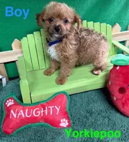 Charlie, a male Yorkipoo for sale in Jacksonville, TX – Photo 3 of 3