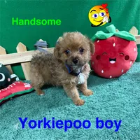 Charlie, a male Yorkipoo for sale in Jacksonville, TX – Photo 2 of 3