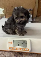 Charlie, a male Maltipoo for sale in Jacksonville, TX – 1 of 3