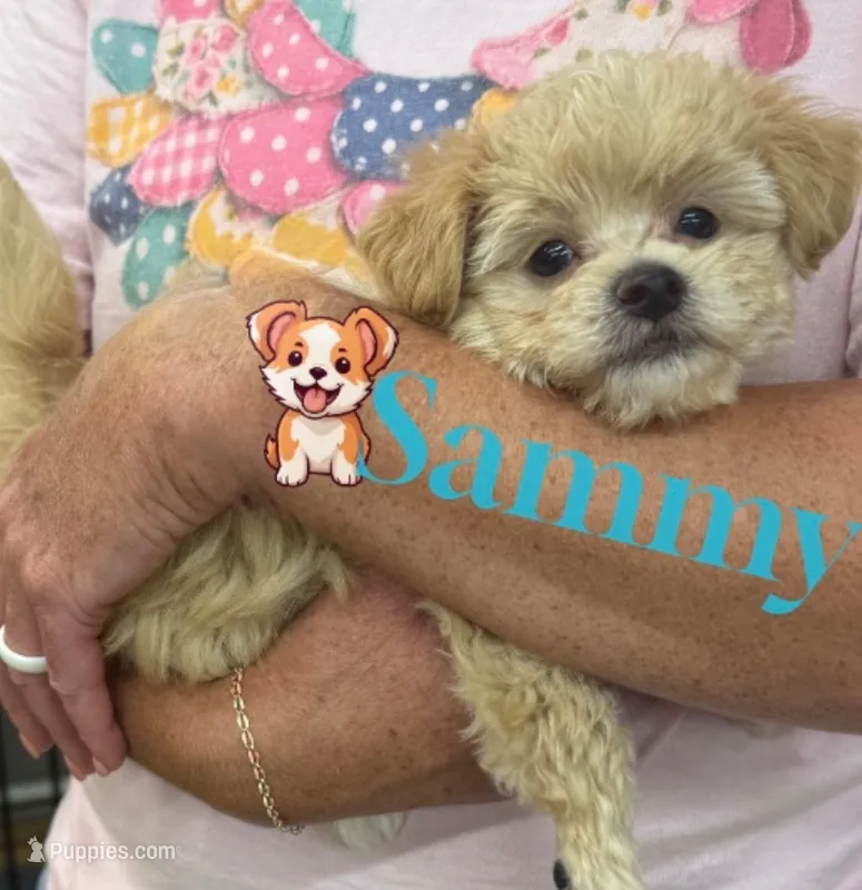Sammy – Shihpoo puppy for sale in Jacksonville, TX