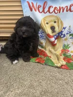 Bear, a male Maltipoo for sale in Jacksonville, TX – 5 of 5