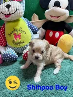 Sammie, a male Shihpoo for sale in Jacksonville, TX – 1 of 2