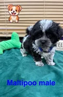 Skipper, a male Maltipoo for sale in Jacksonville, TX – 2 of 3
