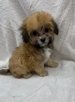 Jax, a male Maltipoo for sale in Jacksonville, TX – 3 of 3