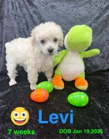 Levi, a male Poodle - Toy  for sale in Jacksonville, TX – Photo 3 of 4