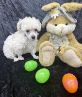 Levi, a male Poodle - Toy  for sale in Jacksonville, TX – Photo 4 of 4