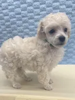 Levi, a male Poodle - Toy  for sale in Jacksonville, TX – Photo 1 of 4