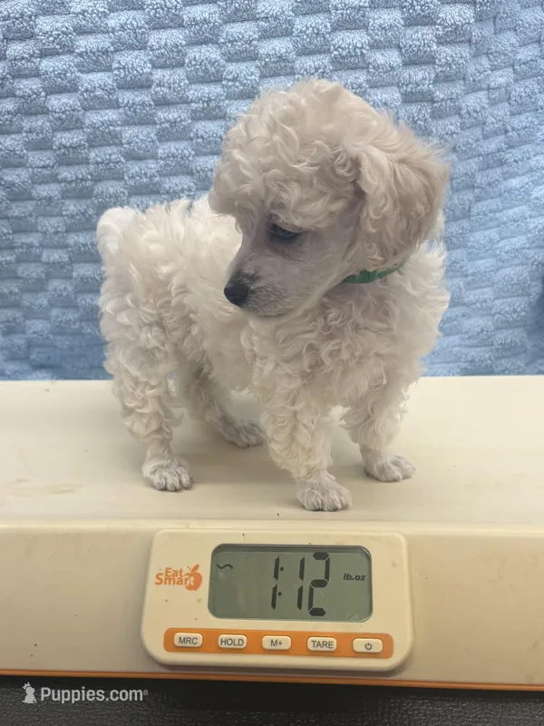 Tiny – Poodle - Toy  puppy for sale in Jacksonville, TX