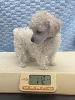 Tiny, a male Poodle - Toy  for sale in Jacksonville, TX – Photo 1 of 5