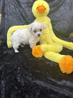 Tiny, a male Poodle - Toy  for sale in Jacksonville, TX – Photo 5 of 5