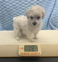 Tiny, a male Poodle - Toy  for sale in Jacksonville, TX – Photo 2 of 5