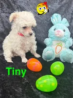 Tiny, a male Poodle - Toy  for sale in Jacksonville, TX – Photo 4 of 5