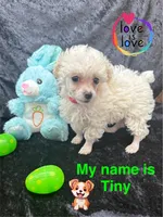 Tiny, a male Poodle - Toy  for sale in Jacksonville, TX – Photo 3 of 5