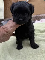 Rex, a male Yorkipoo for sale in Jacksonville, TX – 3 of 3