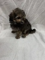Charlie, a male Maltipoo for sale in Jacksonville, TX – 2 of 3