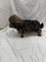 Charlie, a male Maltipoo for sale in Jacksonville, TX – 3 of 3