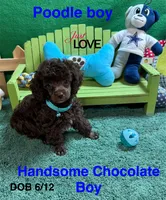 Cowboy, a male Poodle - Toy  for sale in Jacksonville, TX – 1 of 3