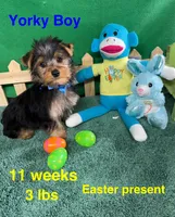 Sparky, a male Yorkshire Terrier for sale in Jacksonville, TX – Photo 3 of 3