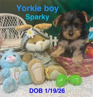 Rocky, a male Yorkshire Terrier for sale in Jacksonville, TX – Photo 2 of 2