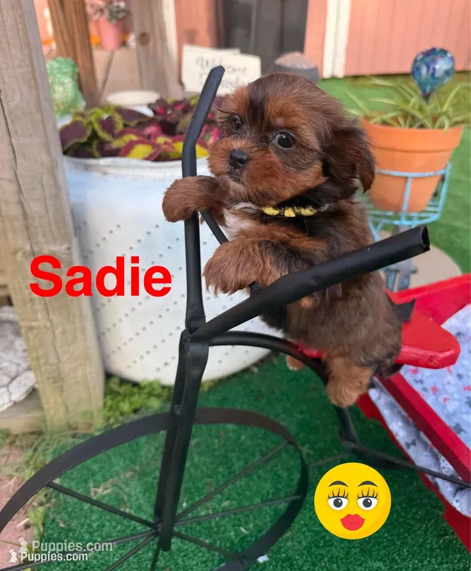 Sadie – Shorkie puppy for sale in Jacksonville, TX