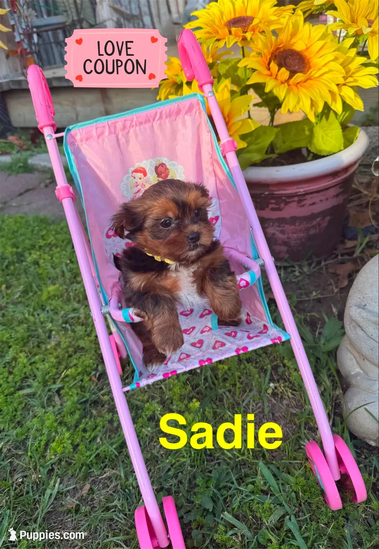 Sadie, a female Shorkie for sale in Jacksonville, TX – Photo 3 of 3