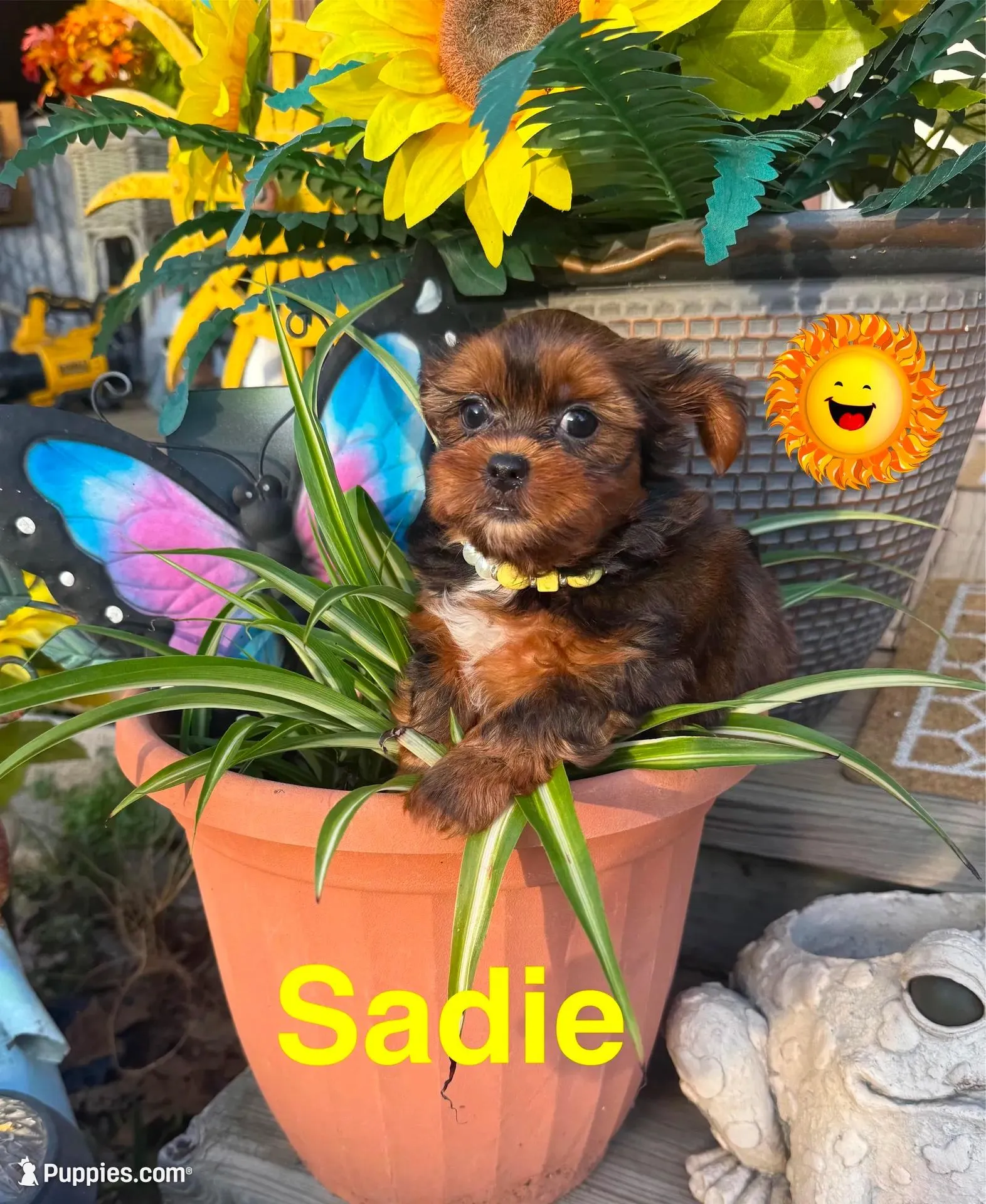 Sadie, a female Shorkie for sale in Jacksonville, TX – Photo 2 of 3